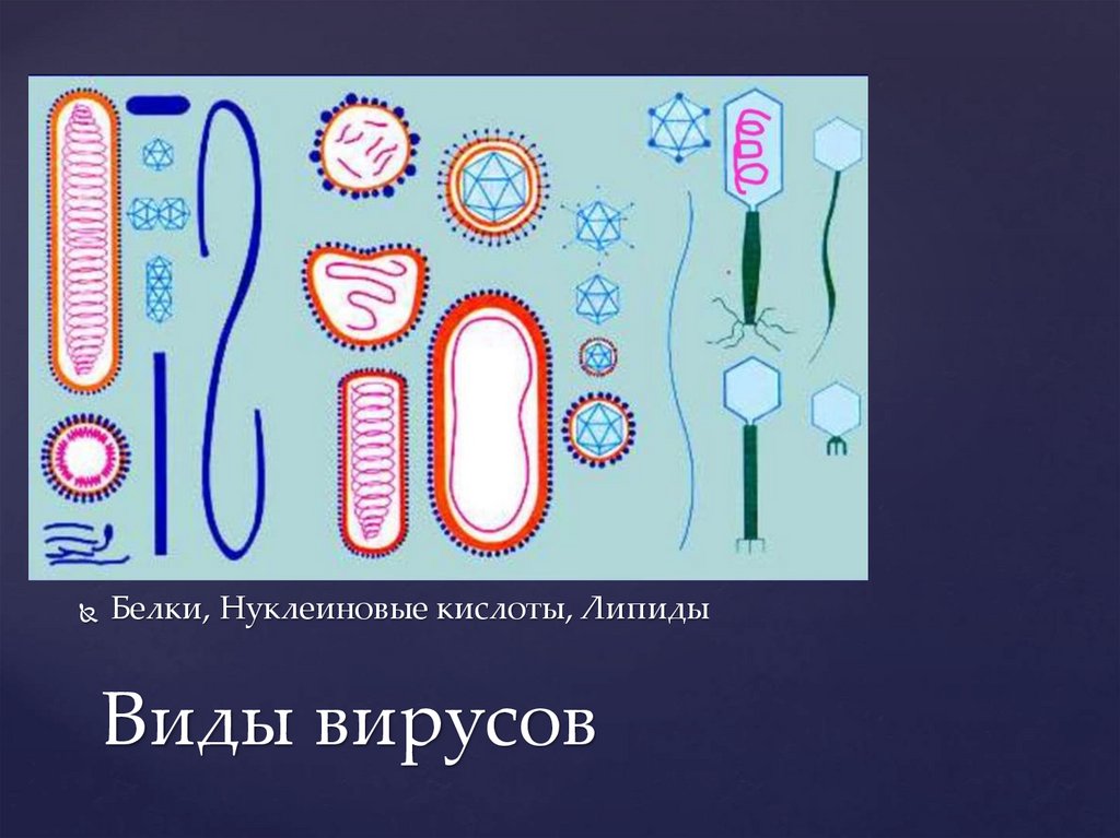 Виды вирусов