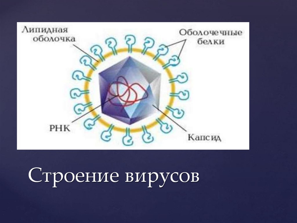 Строение вирусов