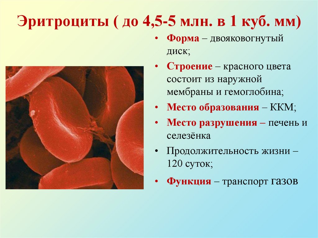 Эритроциты ( до 4,5-5 млн. в 1 куб. мм)