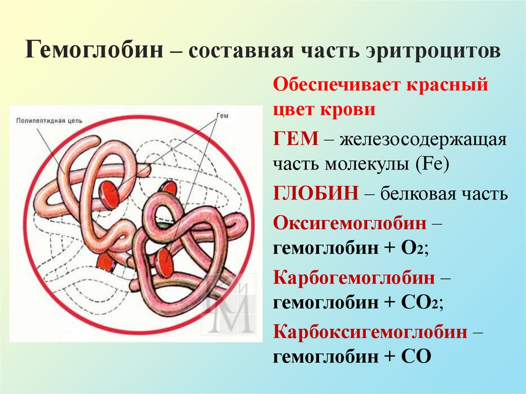 Гемоглобин – составная часть эритроцитов