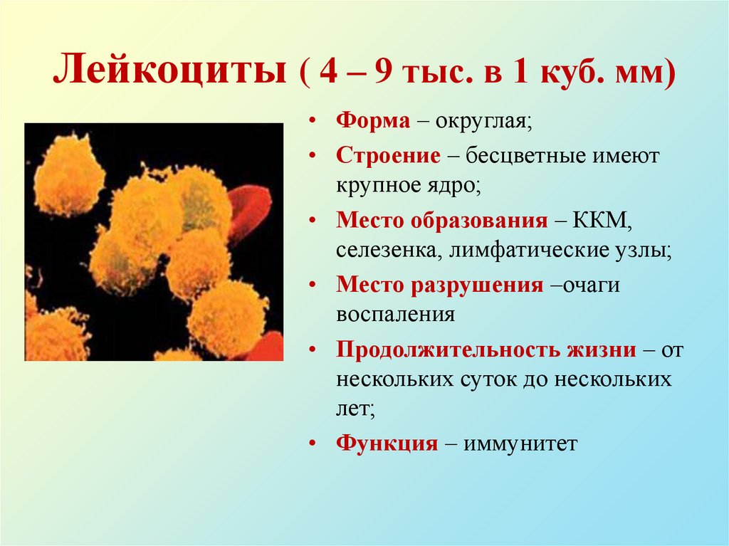 Лейкоциты ( 4 – 9 тыс. в 1 куб. мм)