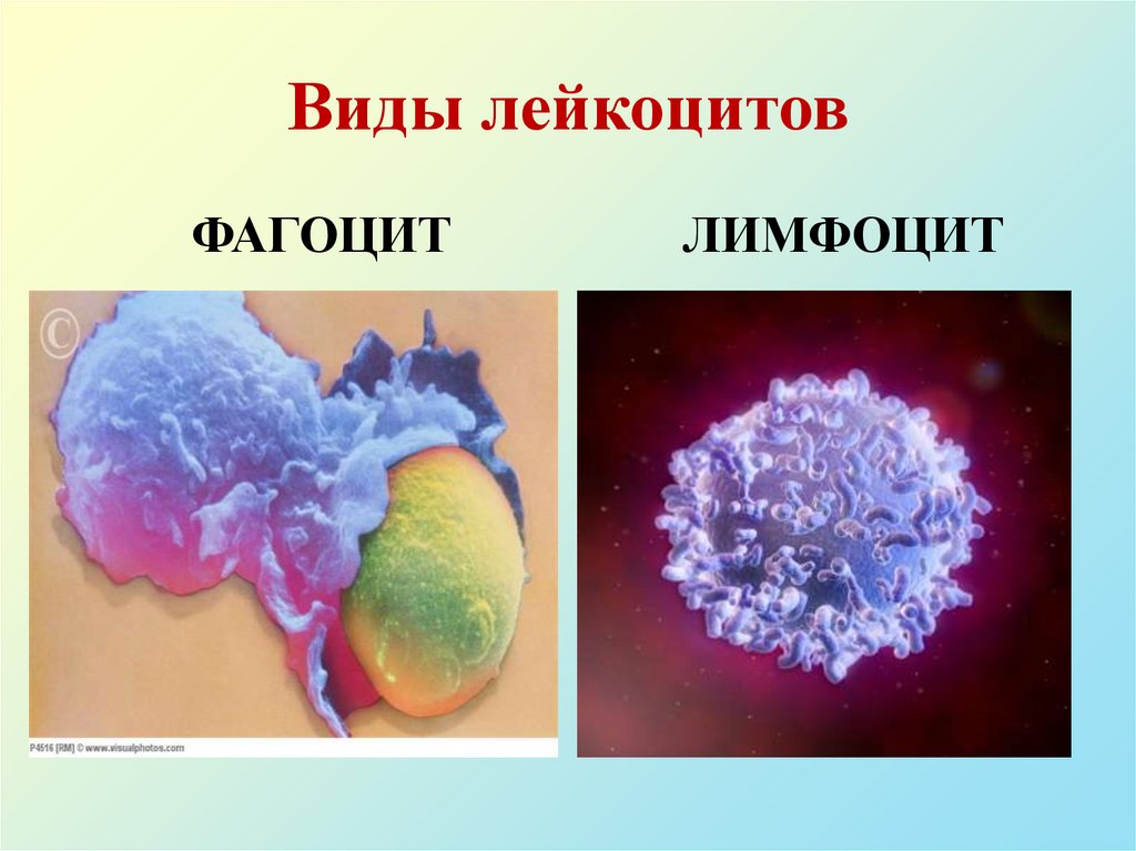 Виды лейкоцитов