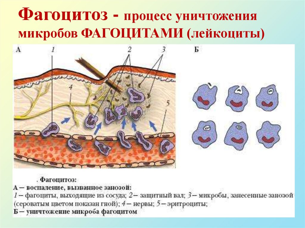 Фагоцитоз - процесс уничтожения микробов ФАГОЦИТАМИ (лейкоциты)