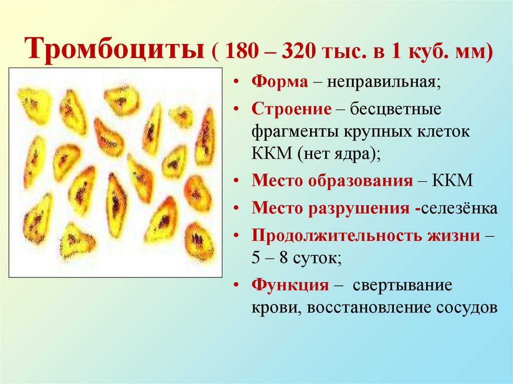 Тромбоциты ( 180 – 320 тыс. в 1 куб. мм)