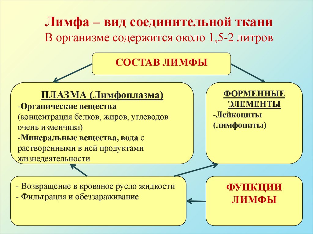 Лимфа – вид соединительной ткани В организме содержится около 1,5-2 литров