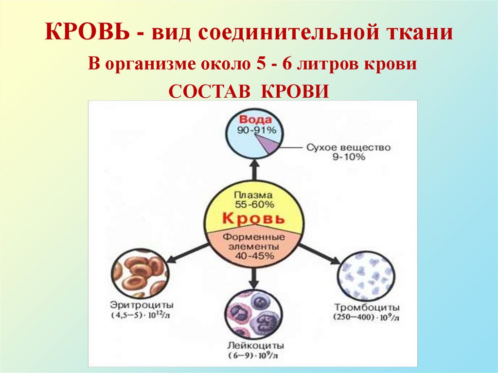 КРОВЬ - вид соединительной ткани В организме около 5 - 6 литров крови