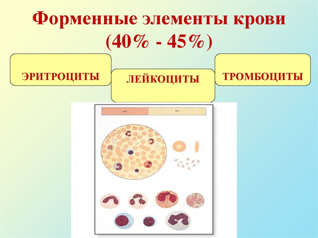 Форменные элементы крови (40% - 45%)