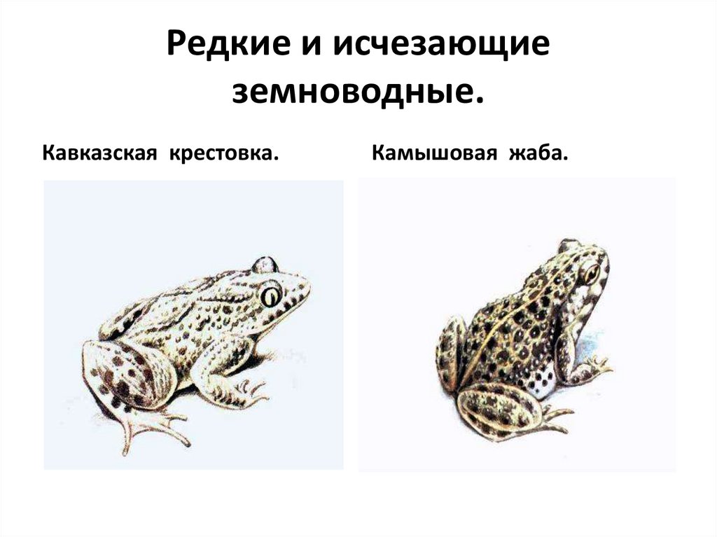 Редкие и исчезающие земноводные.