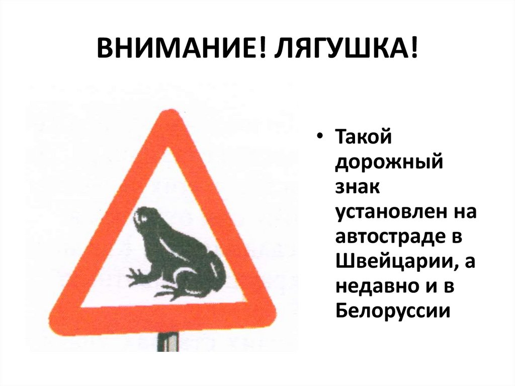 ВНИМАНИЕ! ЛЯГУШКА!