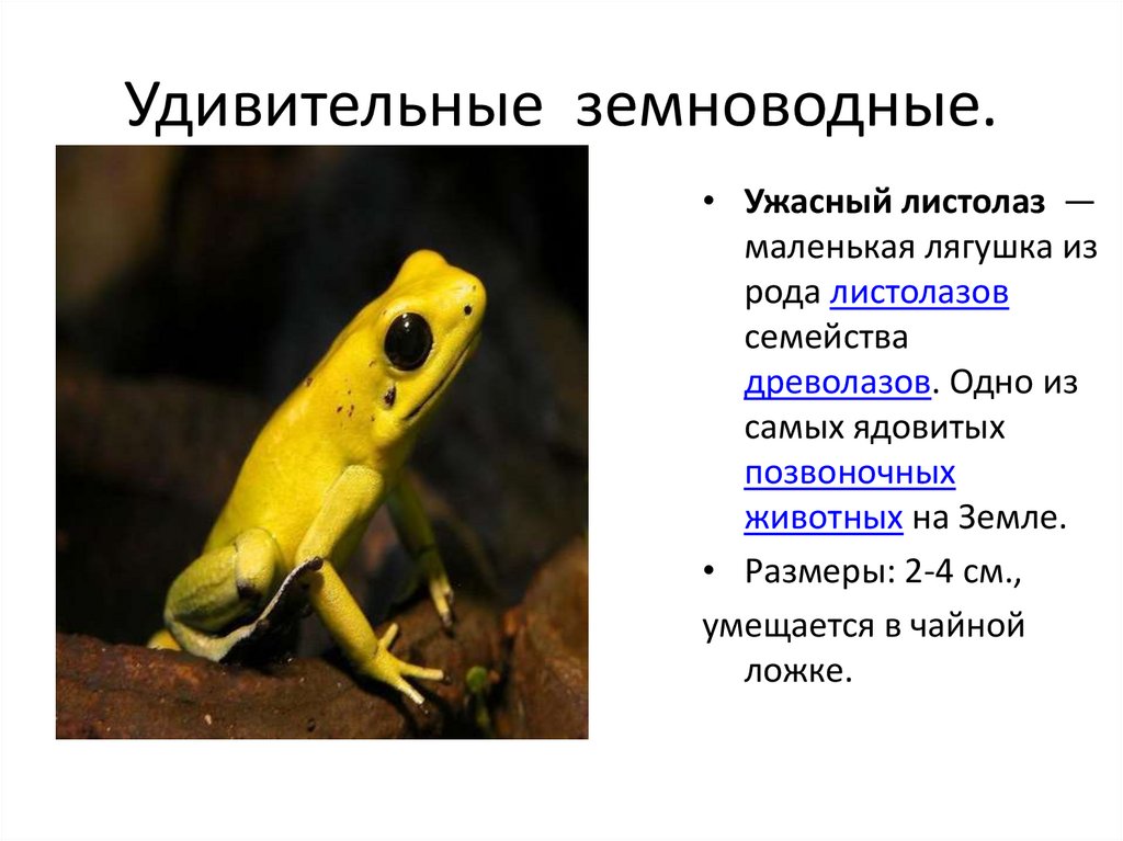 Удивительные земноводные.