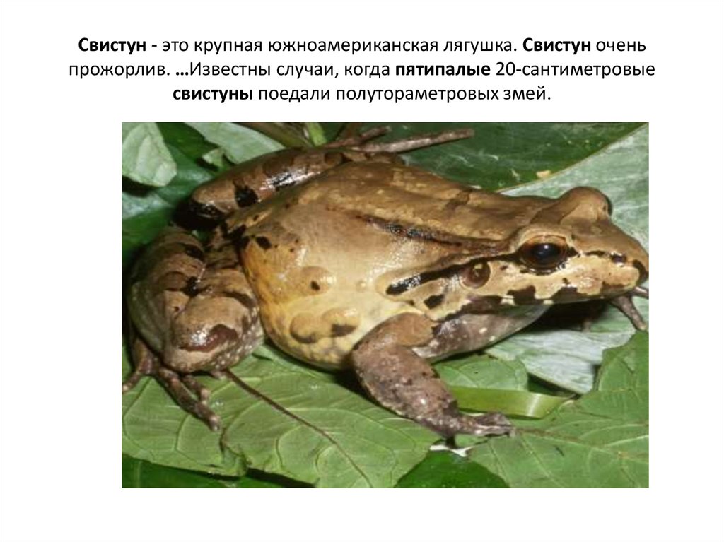 Свистун - это крупная южноамериканская лягушка. Свистун очень прожорлив. …Известны случаи, когда пятипалые 20-сантиметровые