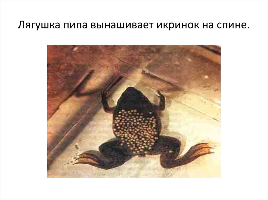 Лягушка пипа вынашивает икринок на спине.