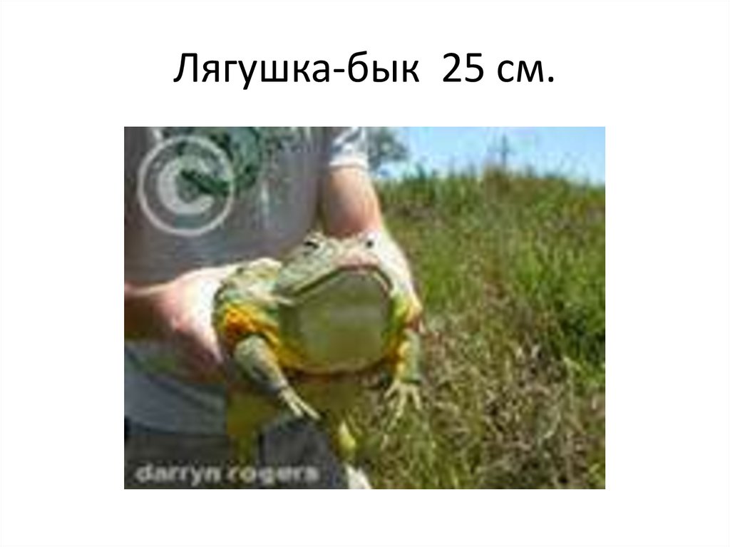 Лягушка-бык 25 см.