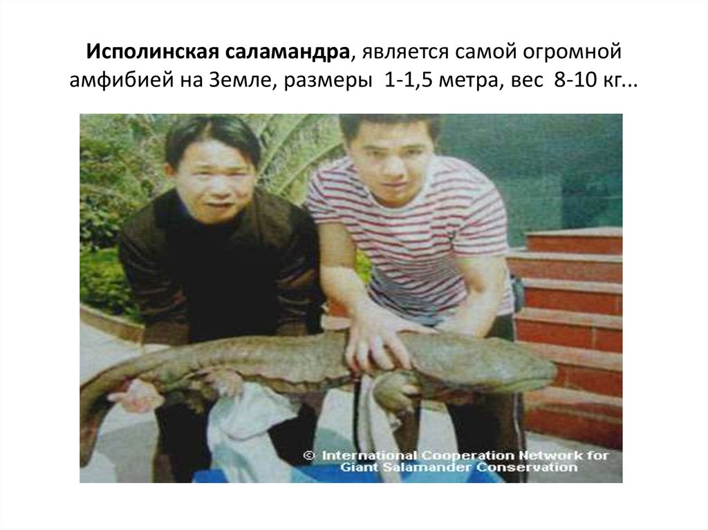 Исполинская саламандра, является самой огромной амфибией на Земле, размеры 1-1,5 метра, вес 8-10 кг...