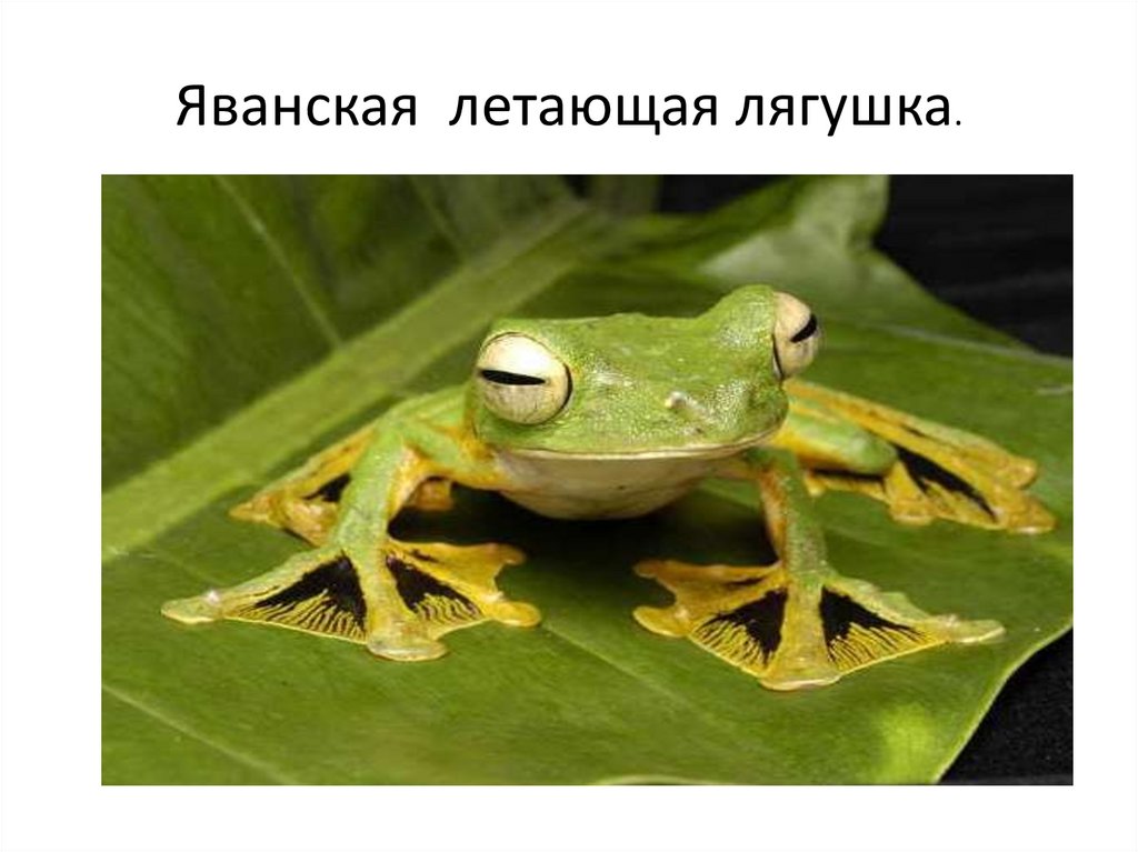 Яванская летающая лягушка.