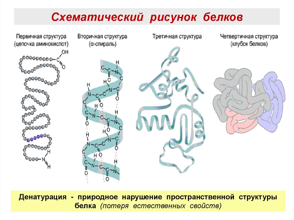 Схематический рисунок белков