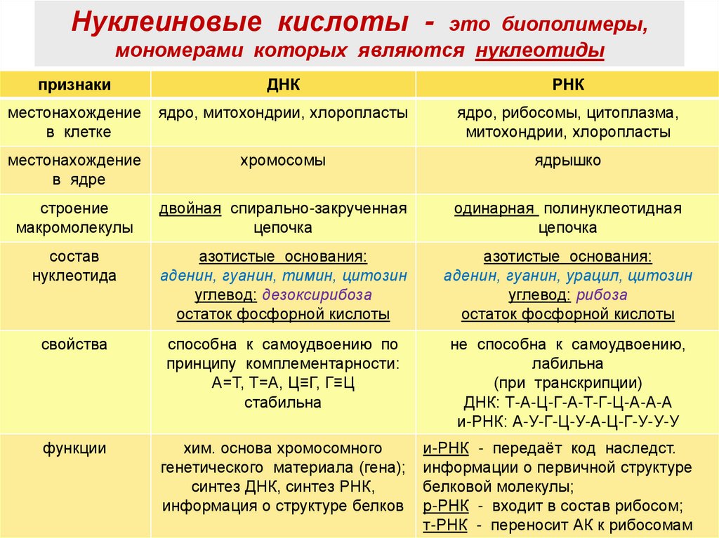 Нуклеиновые кислоты - это биополимеры, мономерами которых являются нуклеотиды