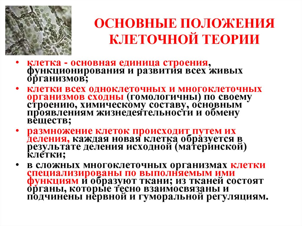 ОСНОВНЫЕ ПОЛОЖЕНИЯ КЛЕТОЧНОЙ ТЕОРИИ