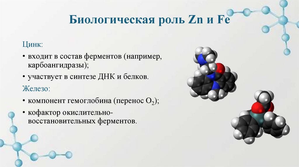 Биологическая роль Zn и Fe