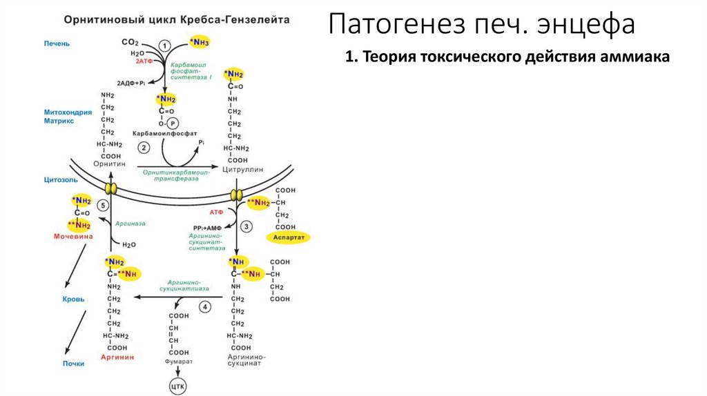 Патогенез печ. энцефа
