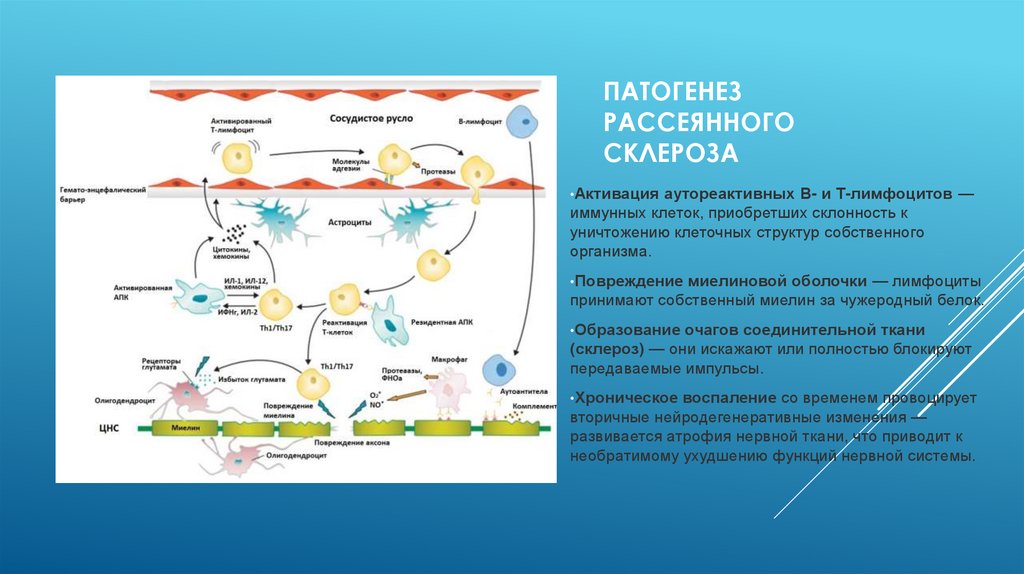 патогенез рассеянного склероза