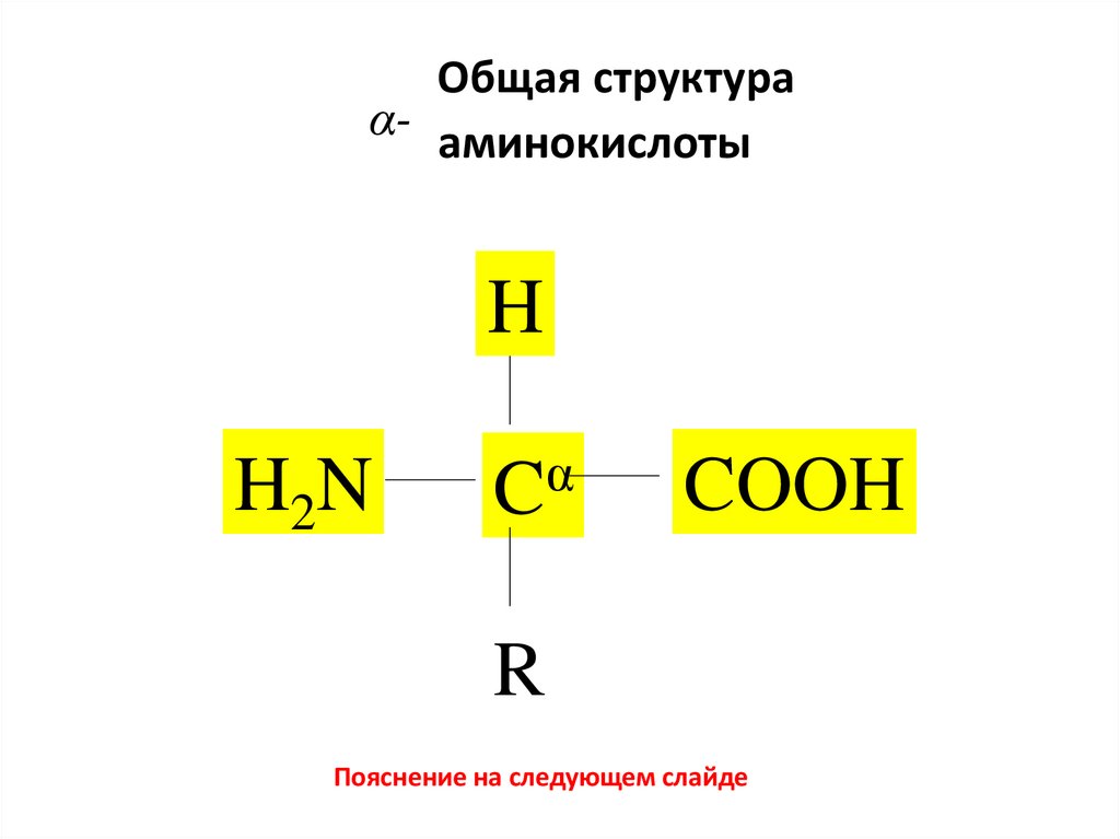 Общая структура α- аминокислоты