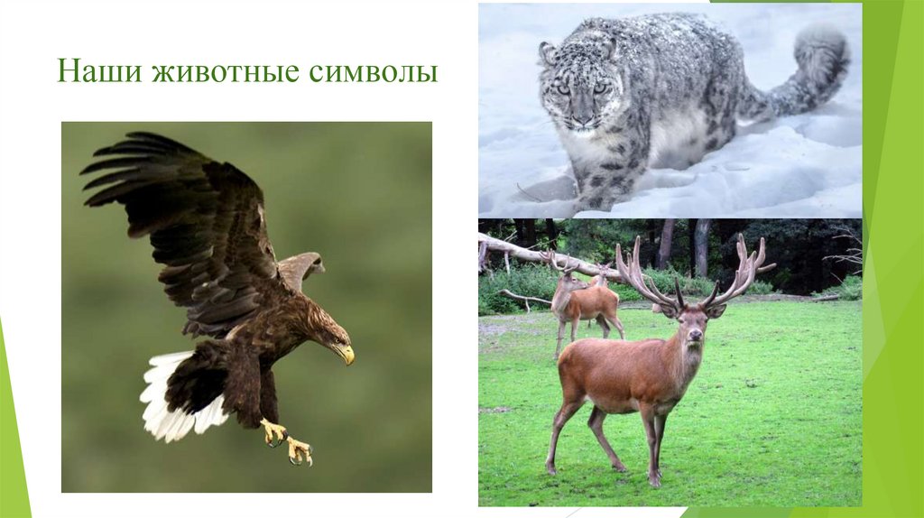 Наши животные символы