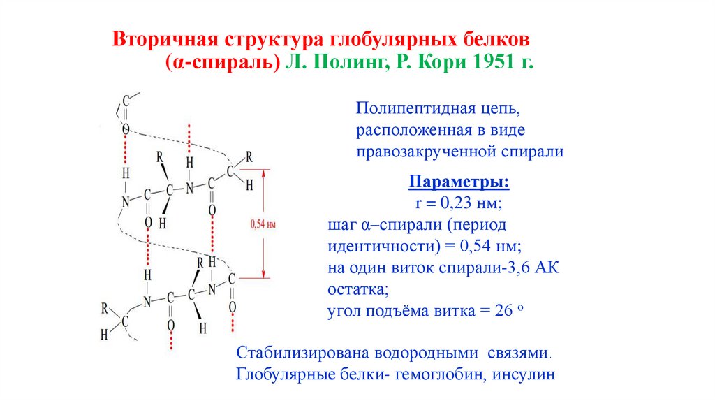 Вторичная структура глобулярных белков (α-спираль) Л. Полинг, Р. Кори 1951 г.