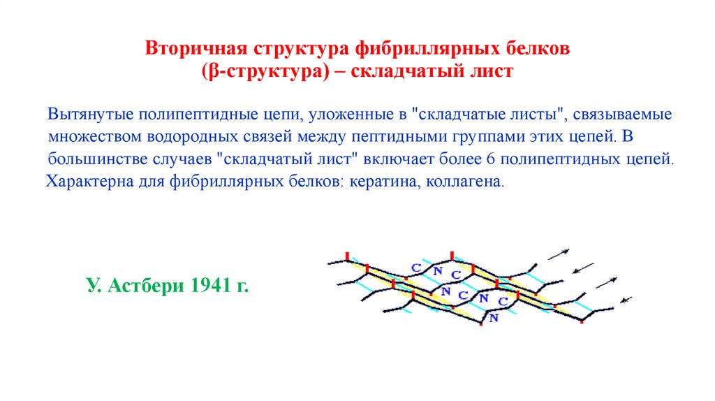 Вторичная структура фибриллярных белков (β-структура) – складчатый лист