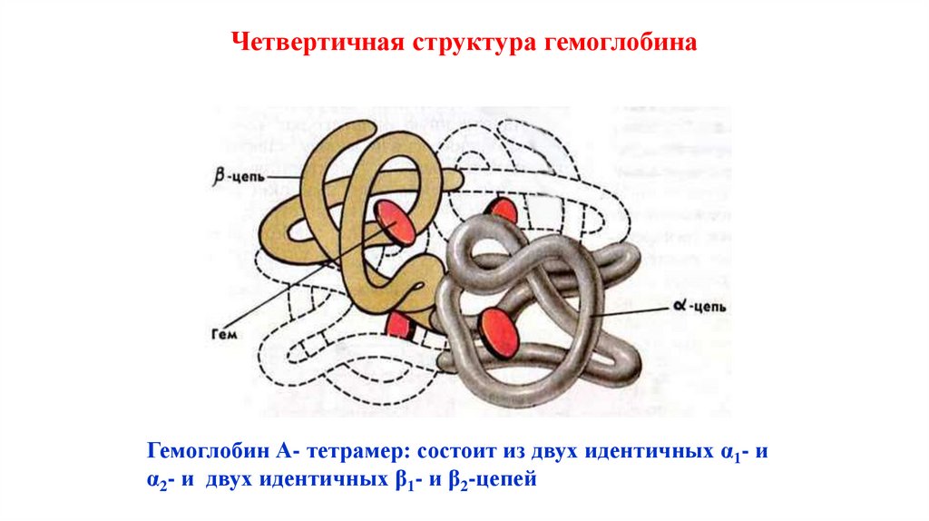 Четвертичная структура гемоглобина