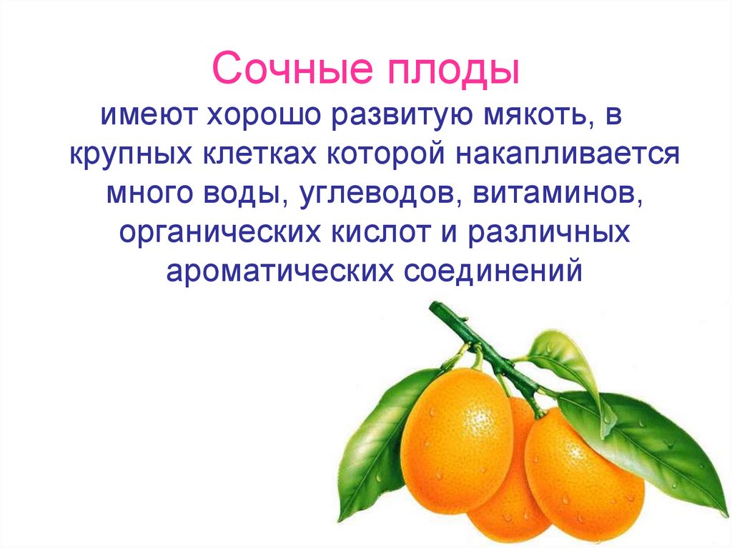 Сочные плоды