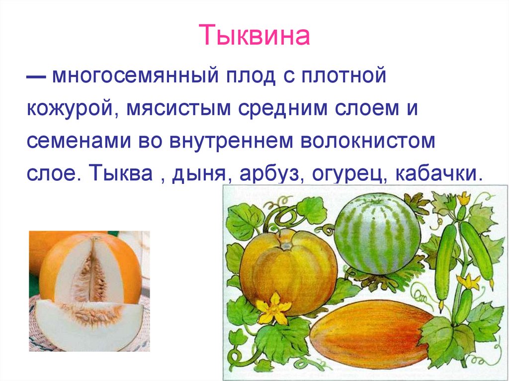 Тыквина