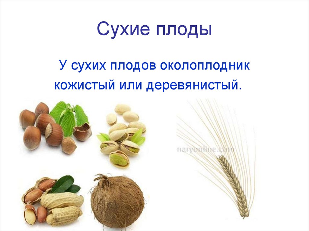 Сухие плоды
