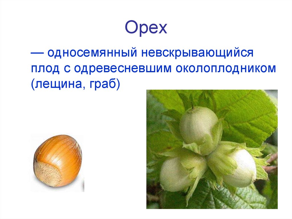 Орех