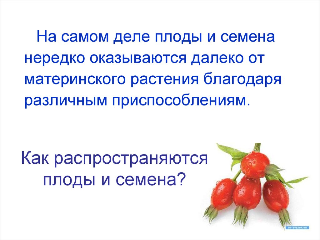 Как распространяются плоды и семена?