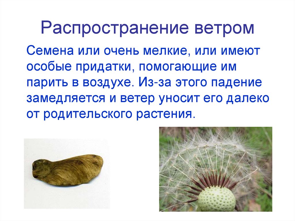 Распространение ветром