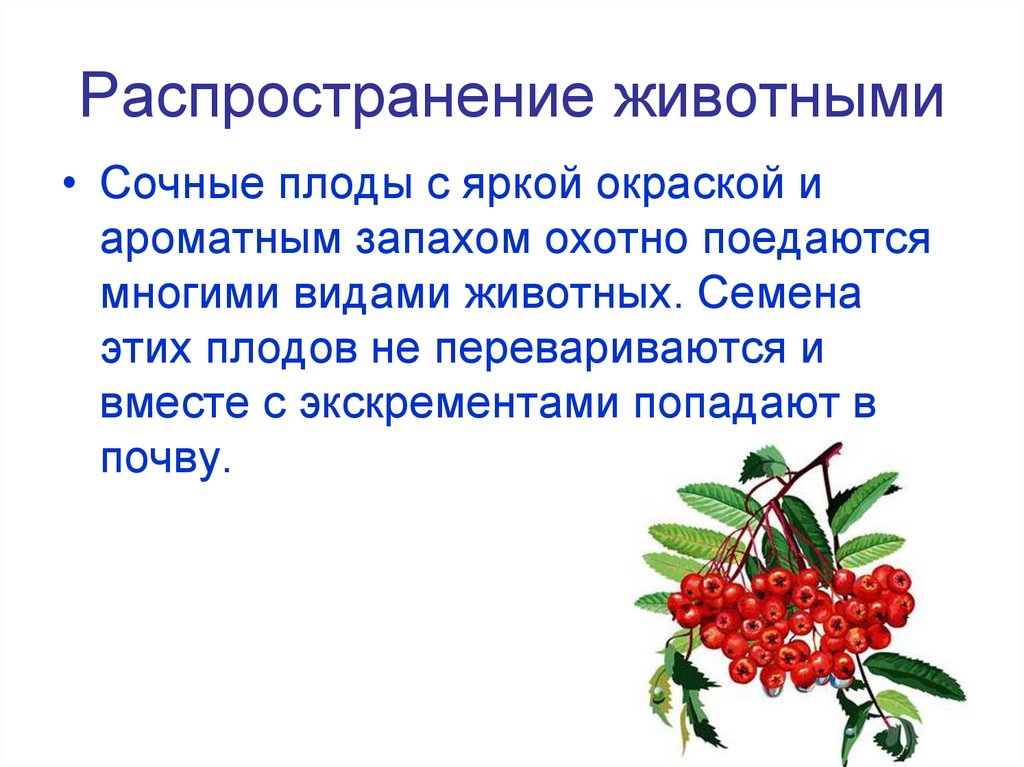 Распространение животными