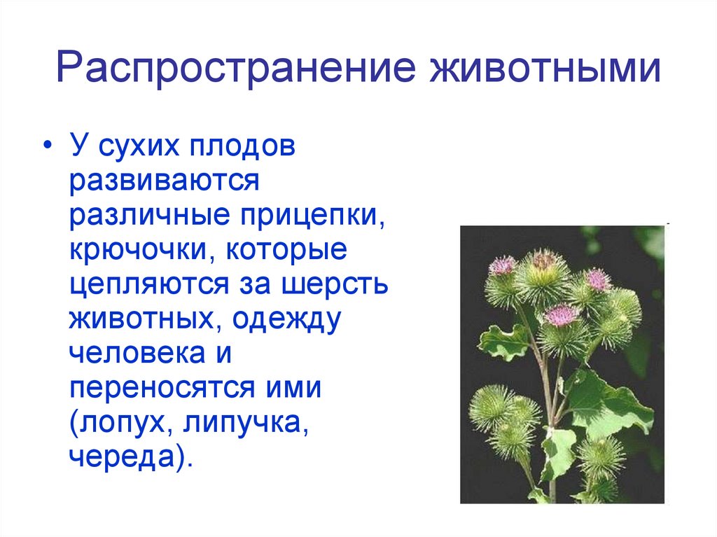 Распространение животными