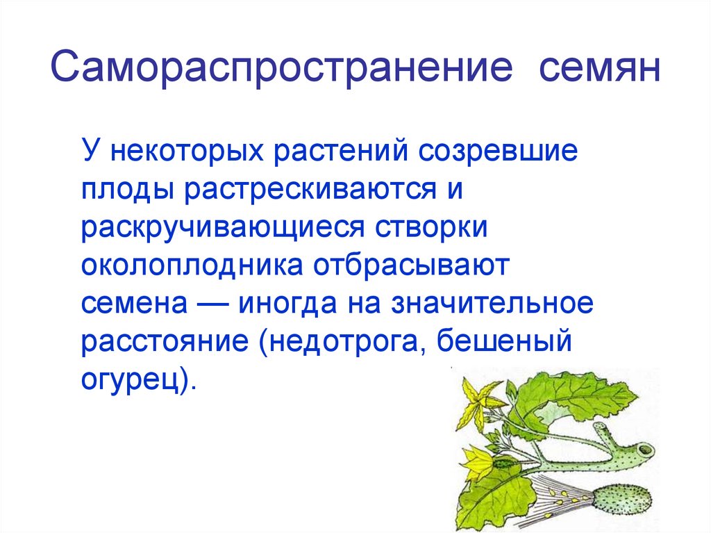 Самораспространение семян