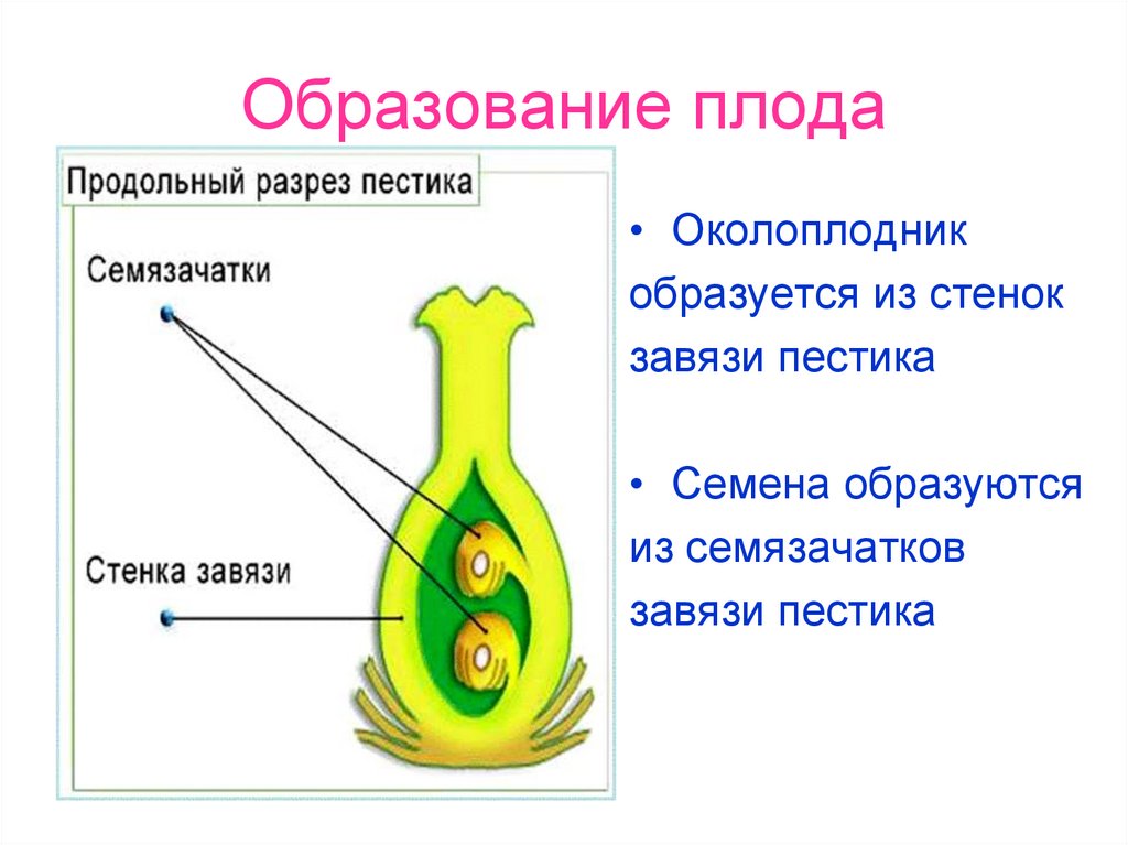 Образование плода