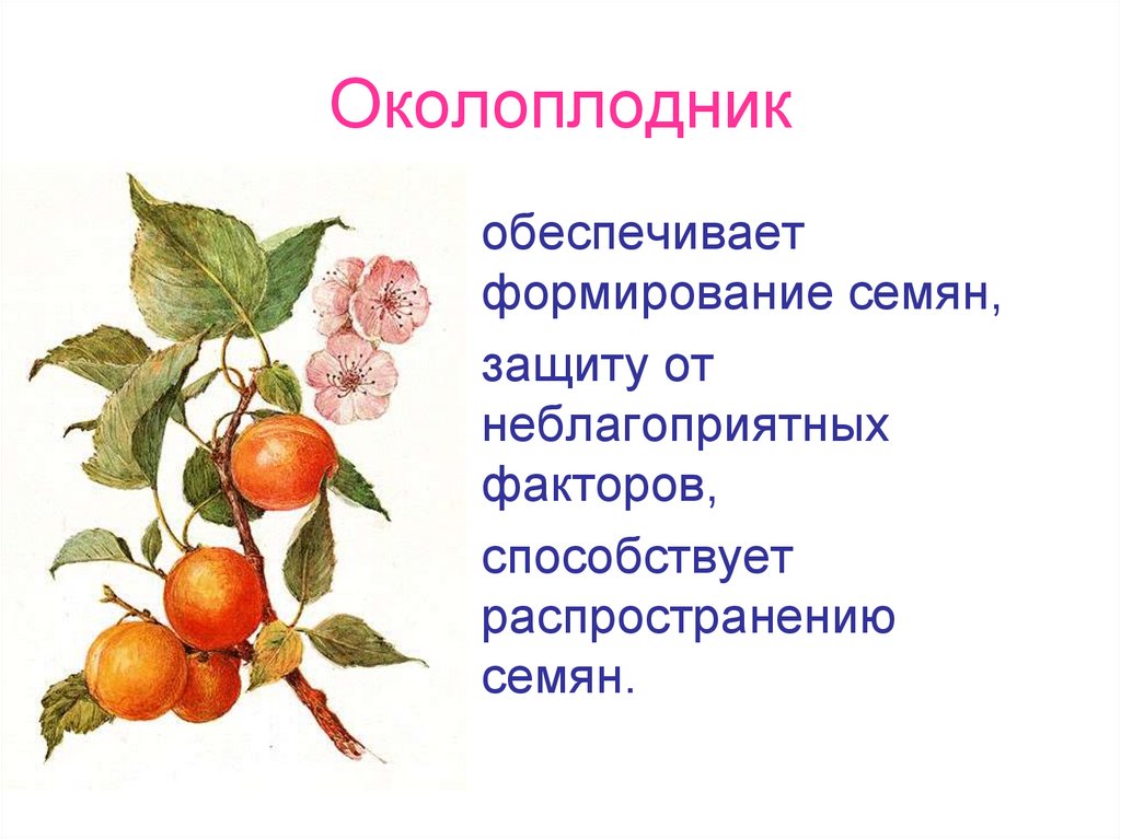 Околоплодник