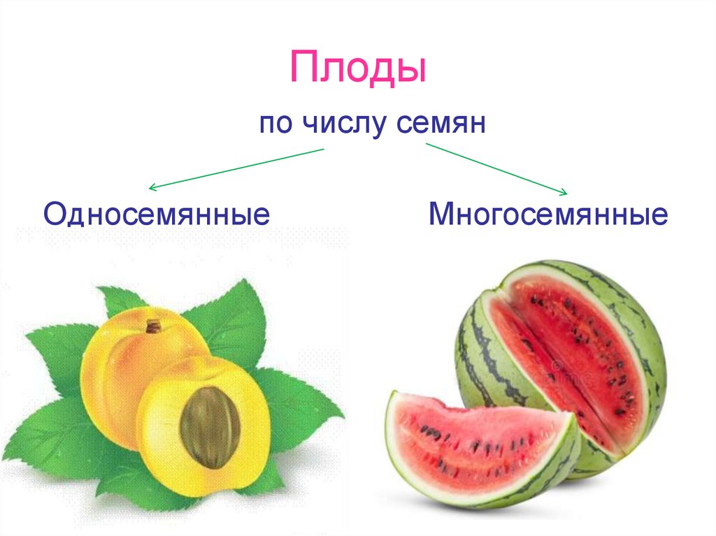 Плоды