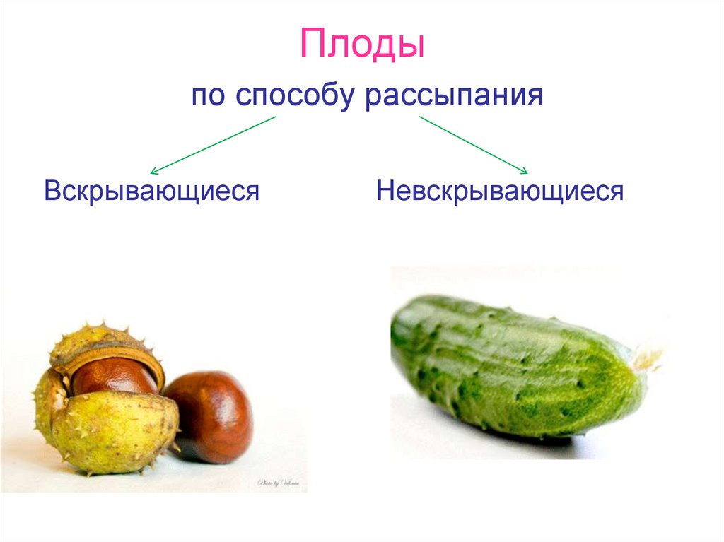 Плоды по способу рассыпания