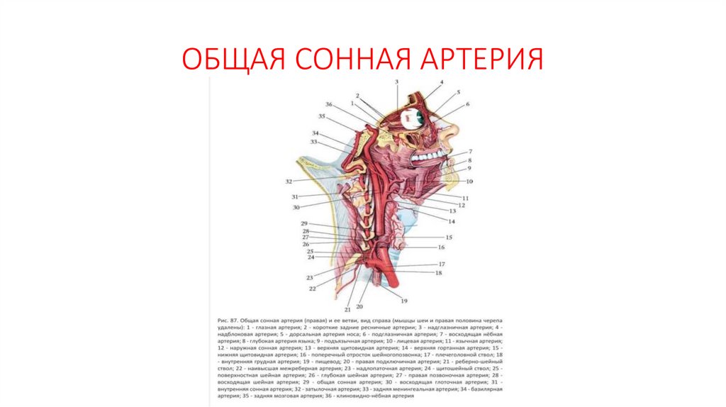 ОБЩАЯ СОННАЯ АРТЕРИЯ