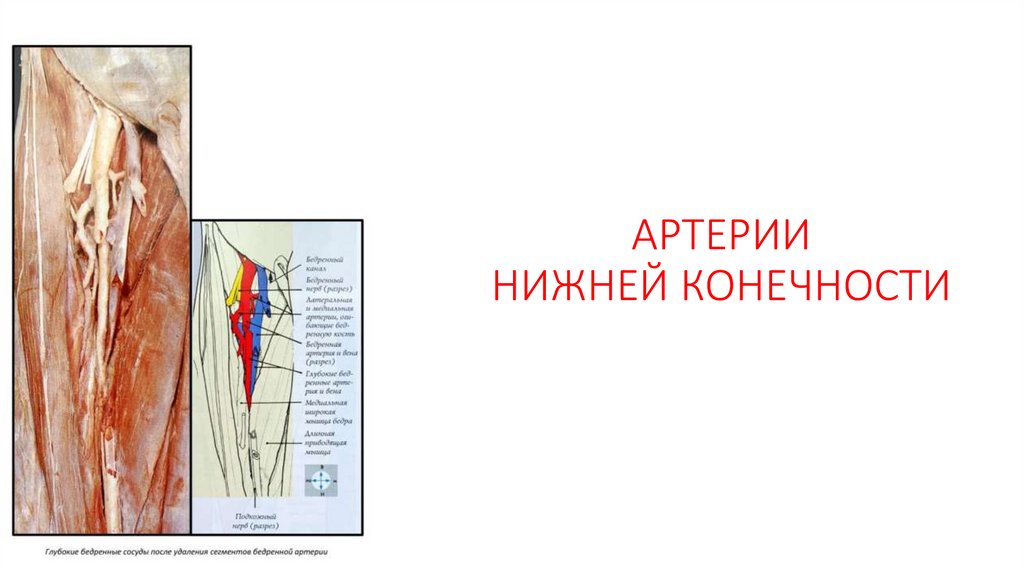 АРТЕРИИ НИЖНЕЙ КОНЕЧНОСТИ