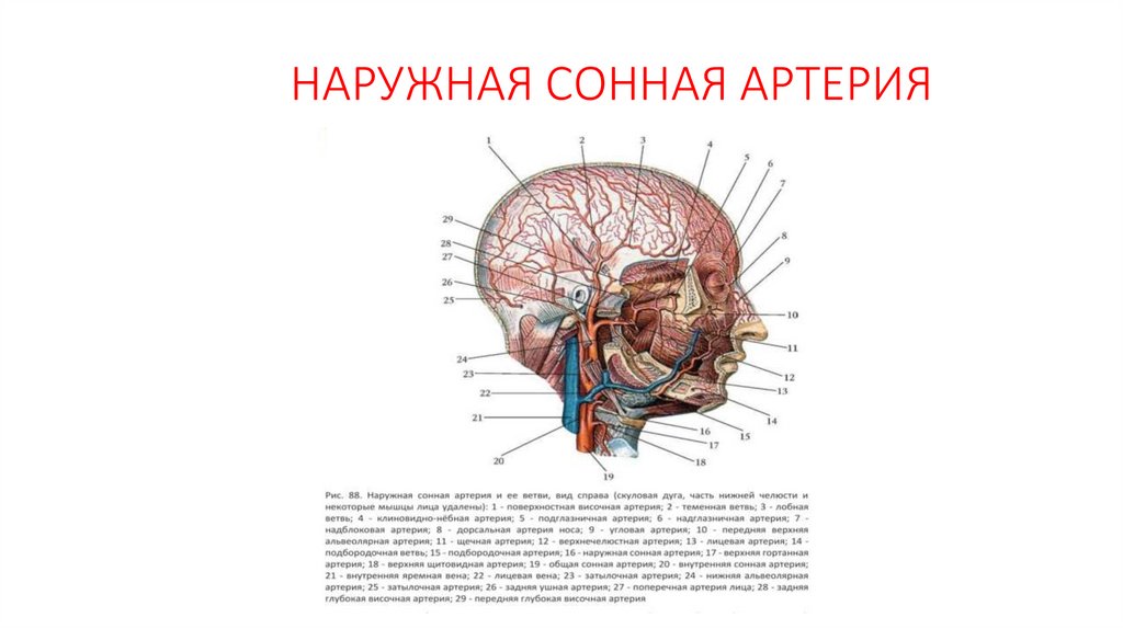 НАРУЖНАЯ СОННАЯ АРТЕРИЯ