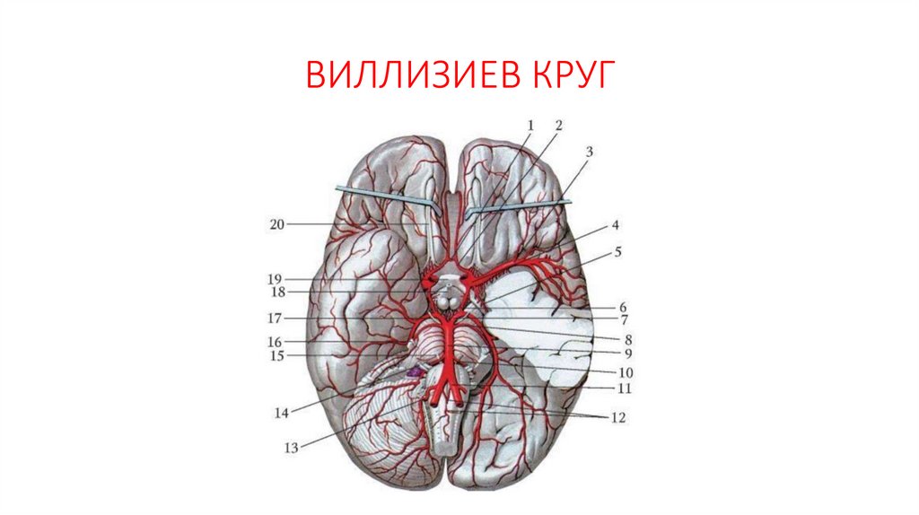ВИЛЛИЗИЕВ КРУГ