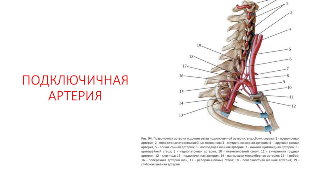 ПОДКЛЮЧИЧНАЯ АРТЕРИЯ