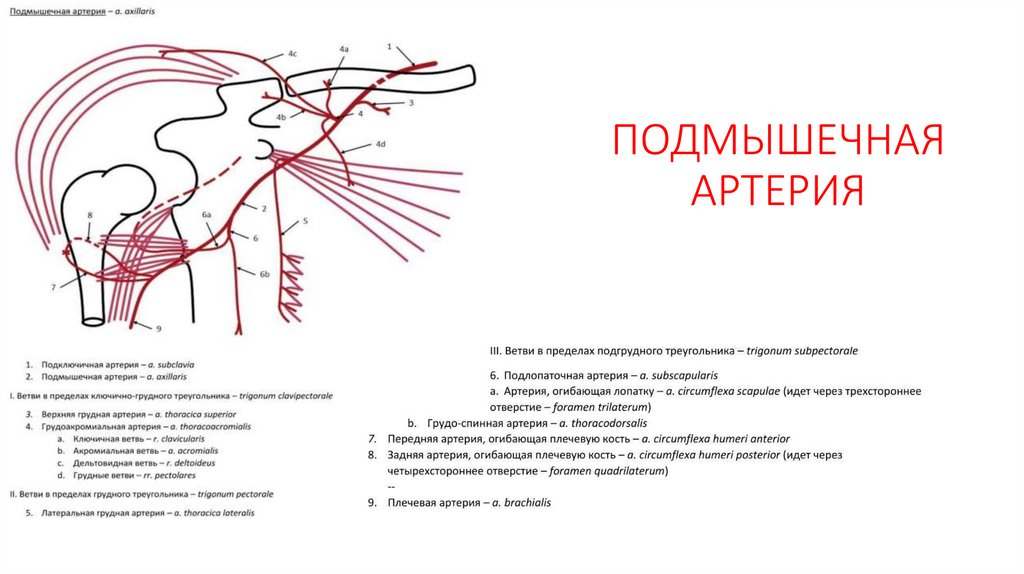 ПОДМЫШЕЧНАЯ АРТЕРИЯ