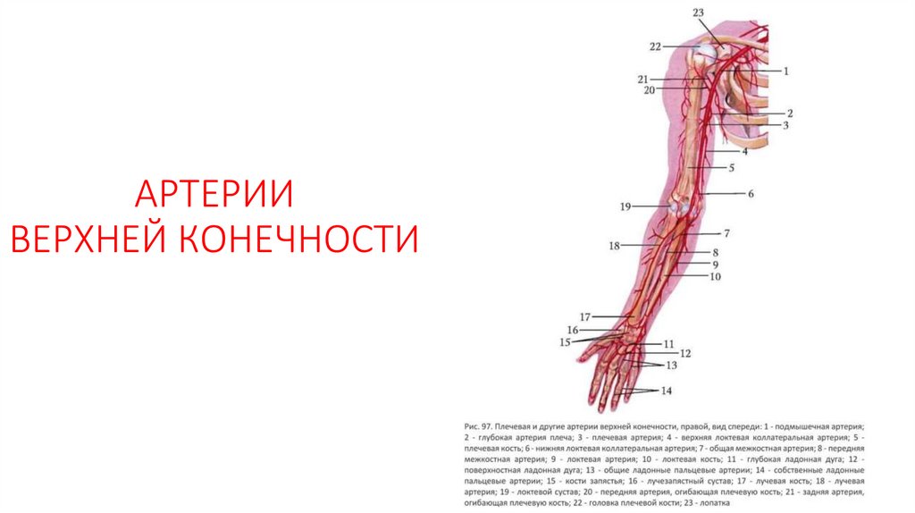 АРТЕРИИ ВЕРХНЕЙ КОНЕЧНОСТИ